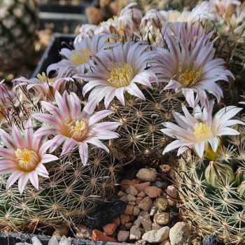 Preview: Mammillaria unihamata (weingartiana)